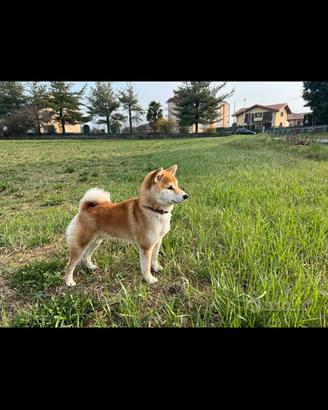 Shiba inu per accoppiamenti