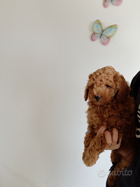 Barboncina nana color albicocca