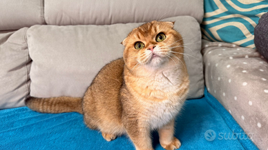 Maschio scottish fold golden