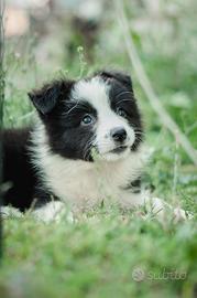 Border collie