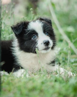 Border collie