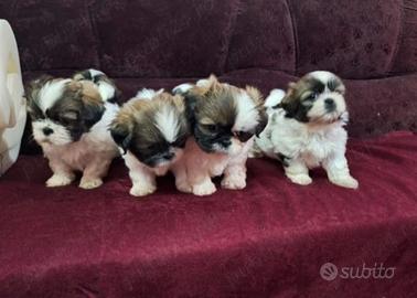 Shih-tzu
