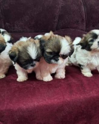 Shih-tzu