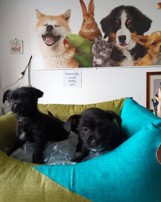 Chihuahua messicani maschio e femmina