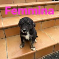 CANI meticci MEDIA TAGLIA