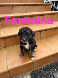 CANI meticci MEDIA TAGLIA