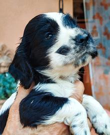 Cuccioli cocker spaniel