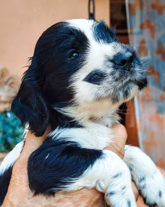 Cuccioli cocker spaniel