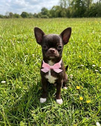 chihuahua 
