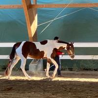 Paint Horse fattrice 5 anni