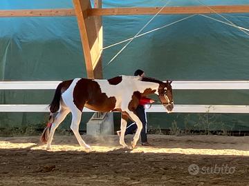 Paint Horse fattrice 5 anni