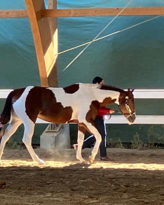 Paint Horse fattrice 5 anni