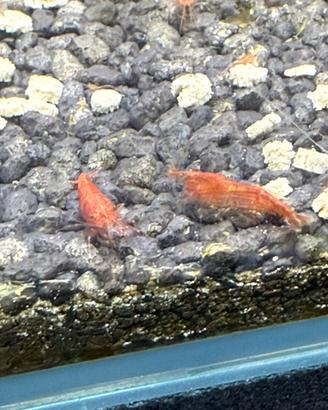 Caridine red cherry