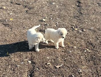Cuccioli maschi di pastore abruzzese