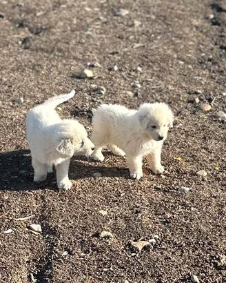 Cuccioli maschi di pastore abruzzese