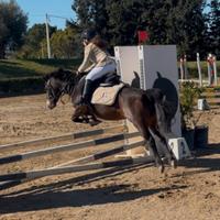 Pony da salto