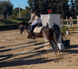 Pony da salto