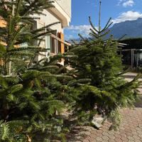 Alberi di natale