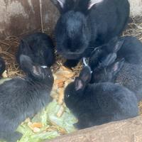 Conigli delle fiandre