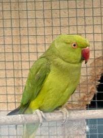 Coppia