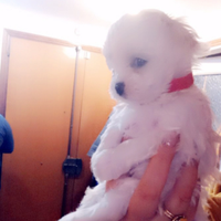 Cuccioli Maltese taglia piccola