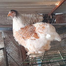 Galline brahma