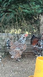 Coppia Brahma millefiori