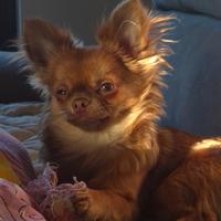 Stalloncino chihuahua pelo lungo per monte