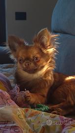 Stalloncino chihuahua pelo lungo per monte