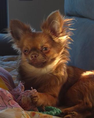 Stalloncino chihuahua pelo lungo per monte