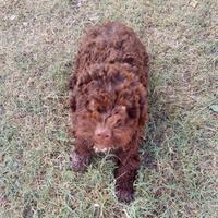 Cucciole Lagotto romagnolo