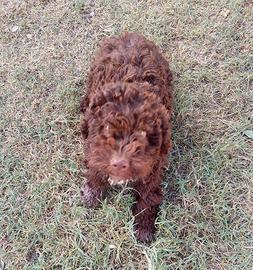 Cucciole Lagotto romagnolo