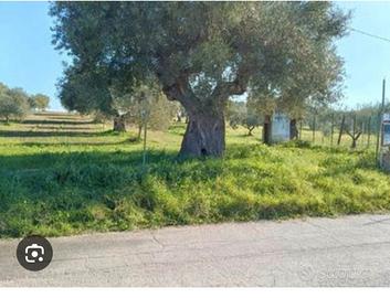 Terreno agricolo