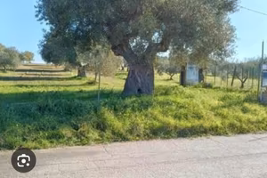 Terreno agricolo