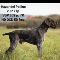 Drahthaar maschio disponibile per monta