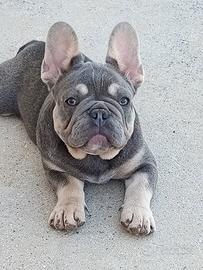 bulldog dog francese lilac tan 