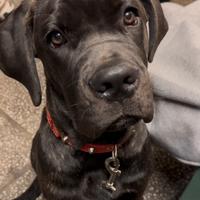 Cane Corso cucciola di 7 mesi