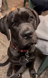 Cane Corso cucciola di 7 mesi