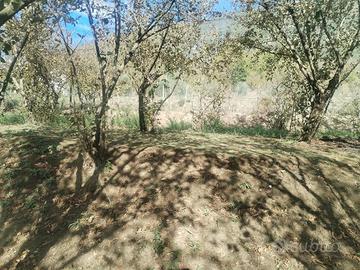 TERRENO AGRICOLO  A SANTA LUCIA DI SERINO