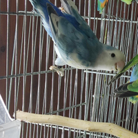 Inseparabile maschio