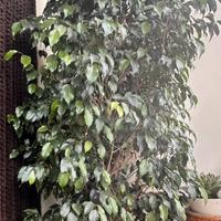 Ficus Beniamino ( ficus benjamin)