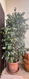 Ficus Beniamino ( ficus benjamin)