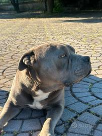 American bully