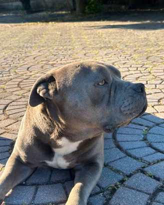 American bully