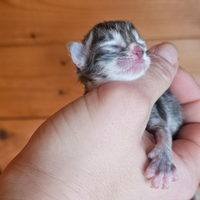 Gattini siberiani ipoallergenici