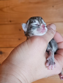 Gattini siberiani ipoallergenici