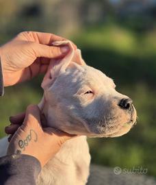 Dogo argentino