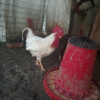 Gallo livornese