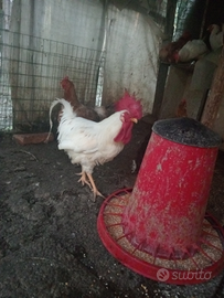 Gallo livornese