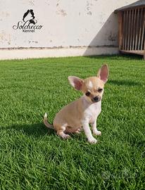Cucciolo di chihuahua con pedigree Enci